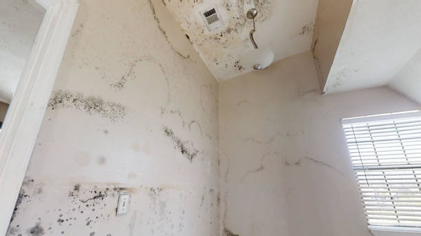 Mold Exposure & Symptoms