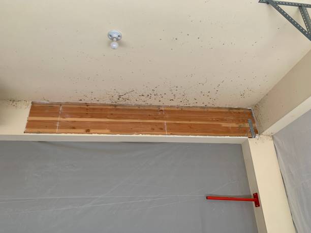 Mold Odor Removal Services in Cass City, MI